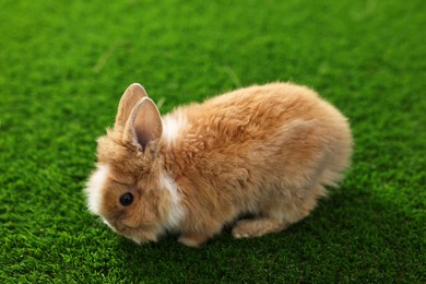 Photo of Cute little rabbit on grass. Adorable pet