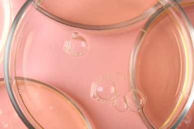 Photo of Petri dishes with liquid samples on pink background, top view