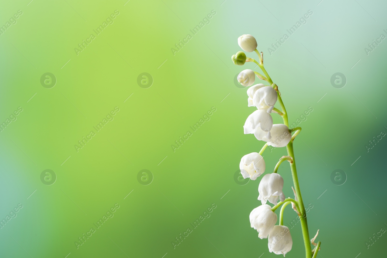 Photo of Beautiful lily of the valley flower on blurred green background, closeup. Space for text