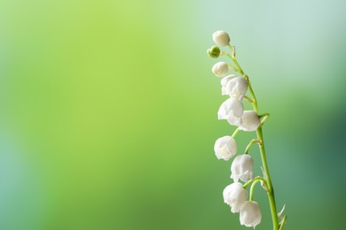 Beautiful lily of the valley flower on blurred green background, closeup. Space for text