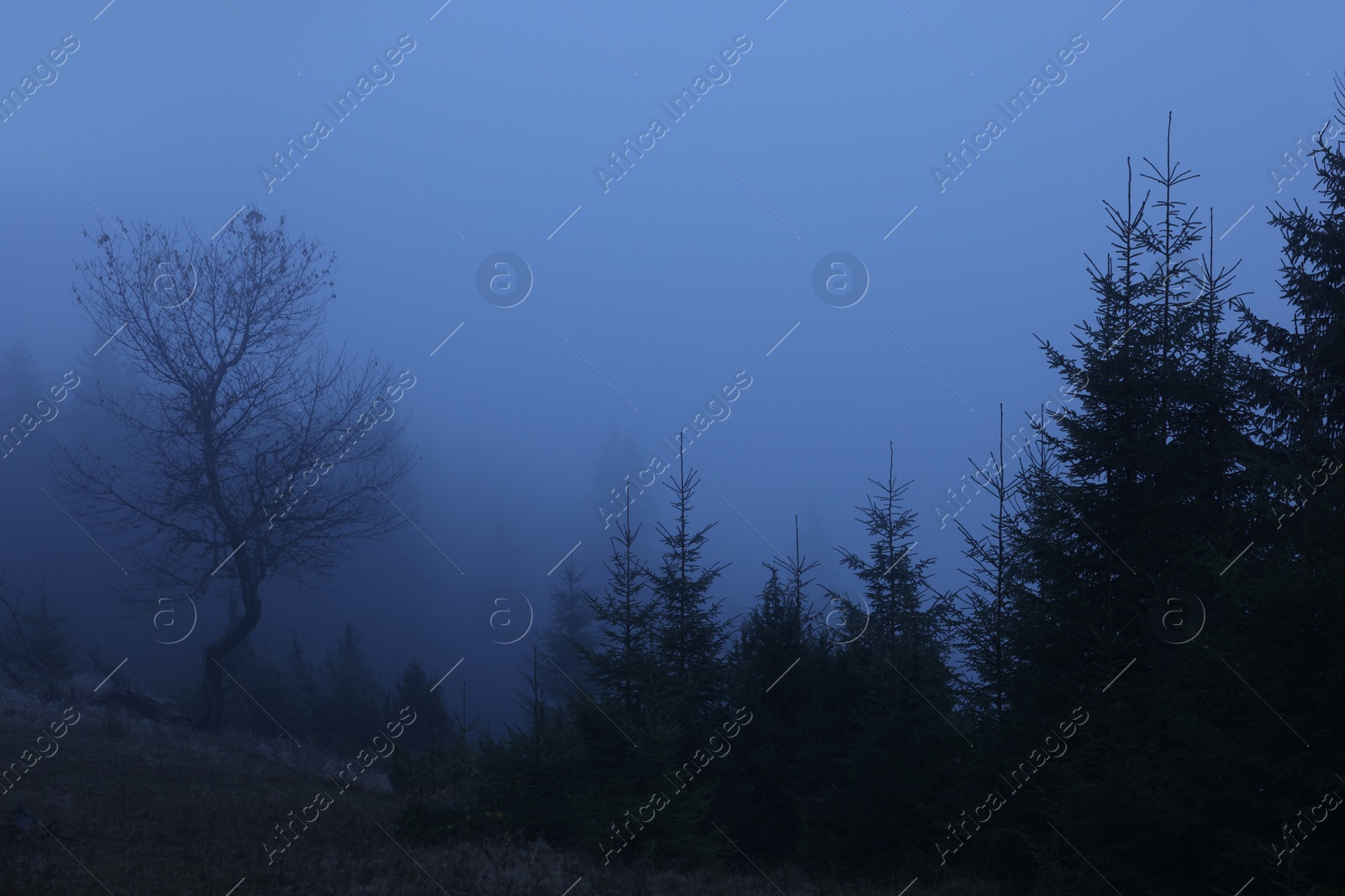 Photo of Beautiful view of foggy trees in morning