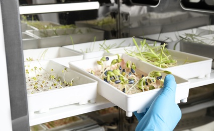 Scientist taking container with sprouted sunflower seeds from germinator in laboratory, closeup