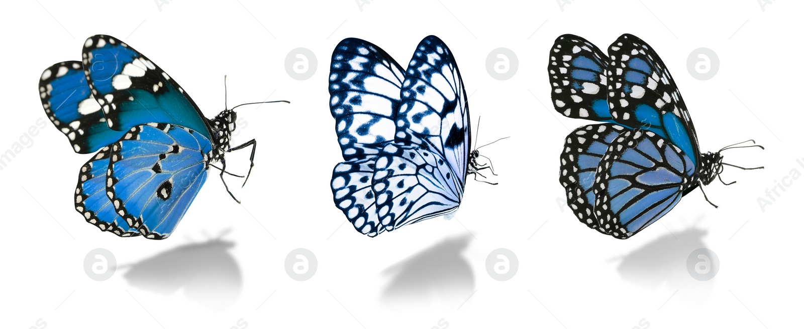 Image of Blue butterflies on white background. Beautiful insect