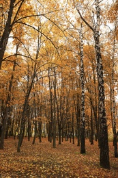 Beautiful view of forest on autumn day