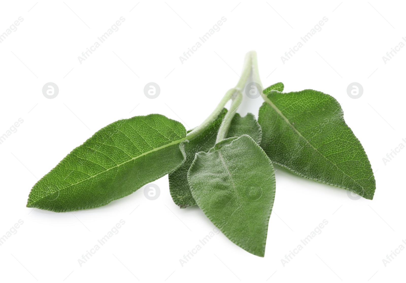 Photo of Fresh green sage leaves on white background