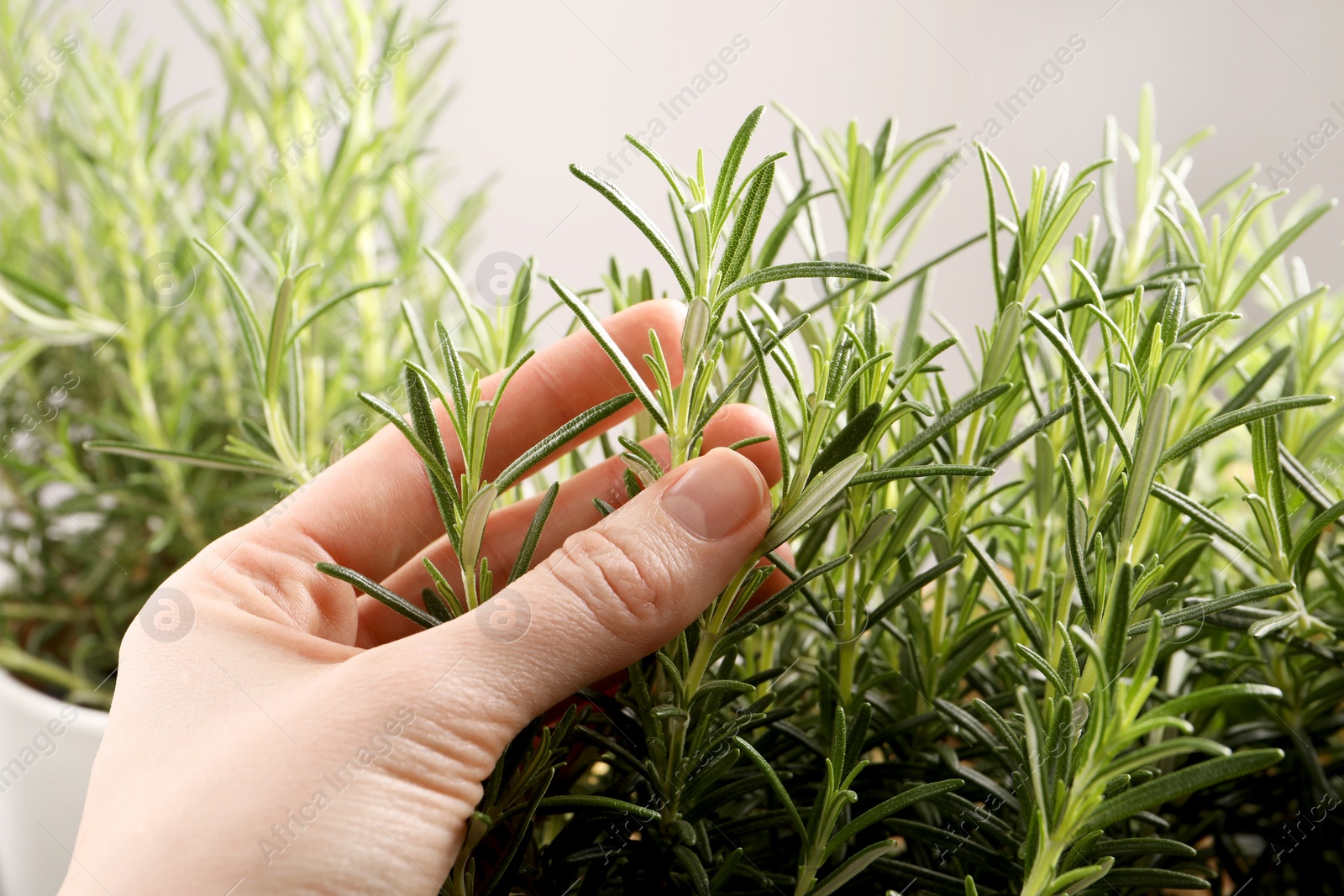 Photo of Woman picking aromatic green rosemary sprig against light gray background, closeup