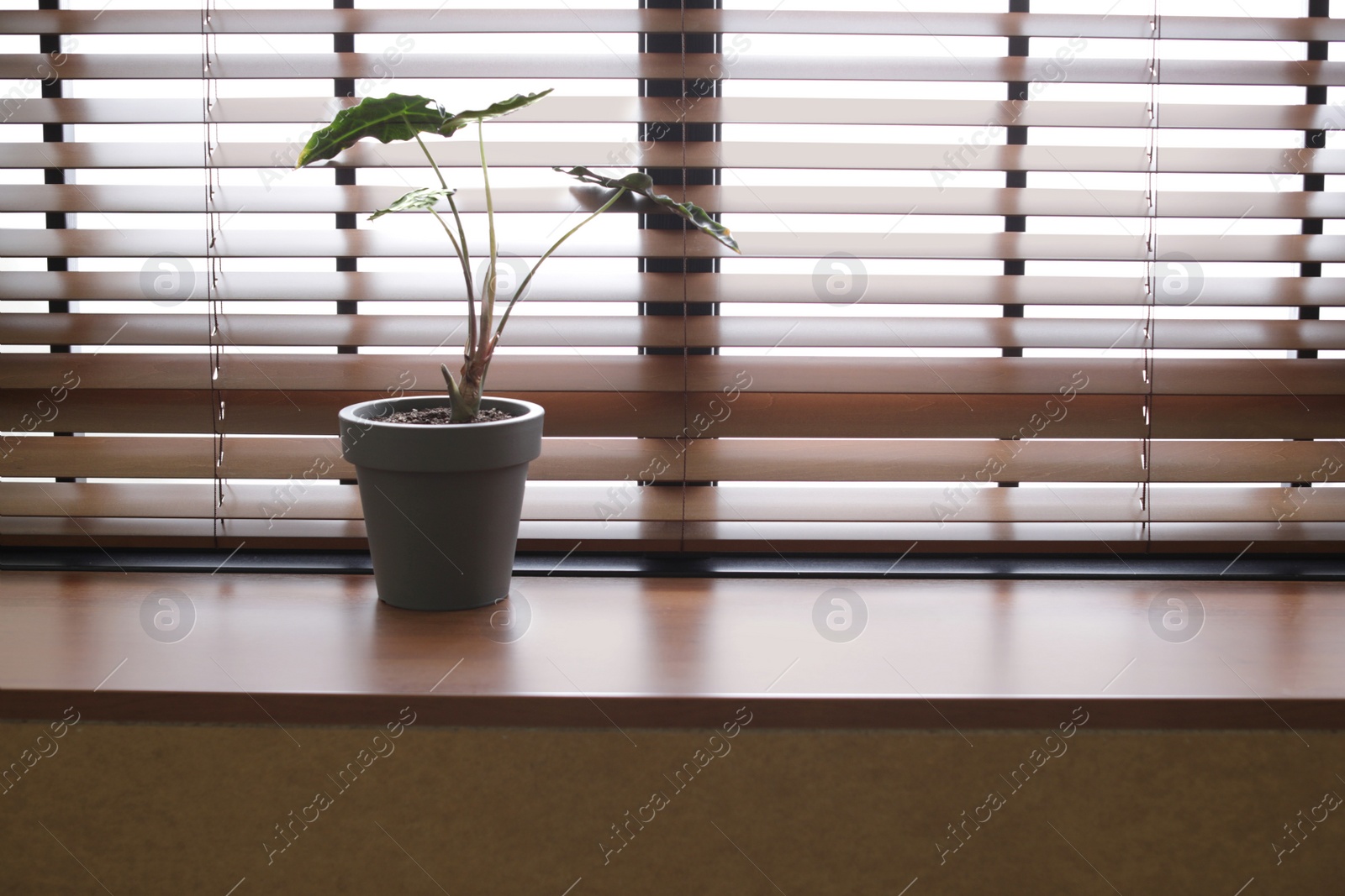 Photo of Houseplant on window sill, space for text. Home decor element