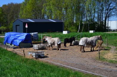 Photo of Beautiful horses wearing combo turnout rugs in paddock on sunny day