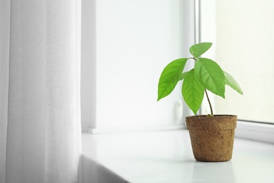 Photo of Young avocado sprout with leaves in peat pot on window sill at home. Space for text