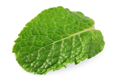 Photo of Fresh green mint leaf isolated on white