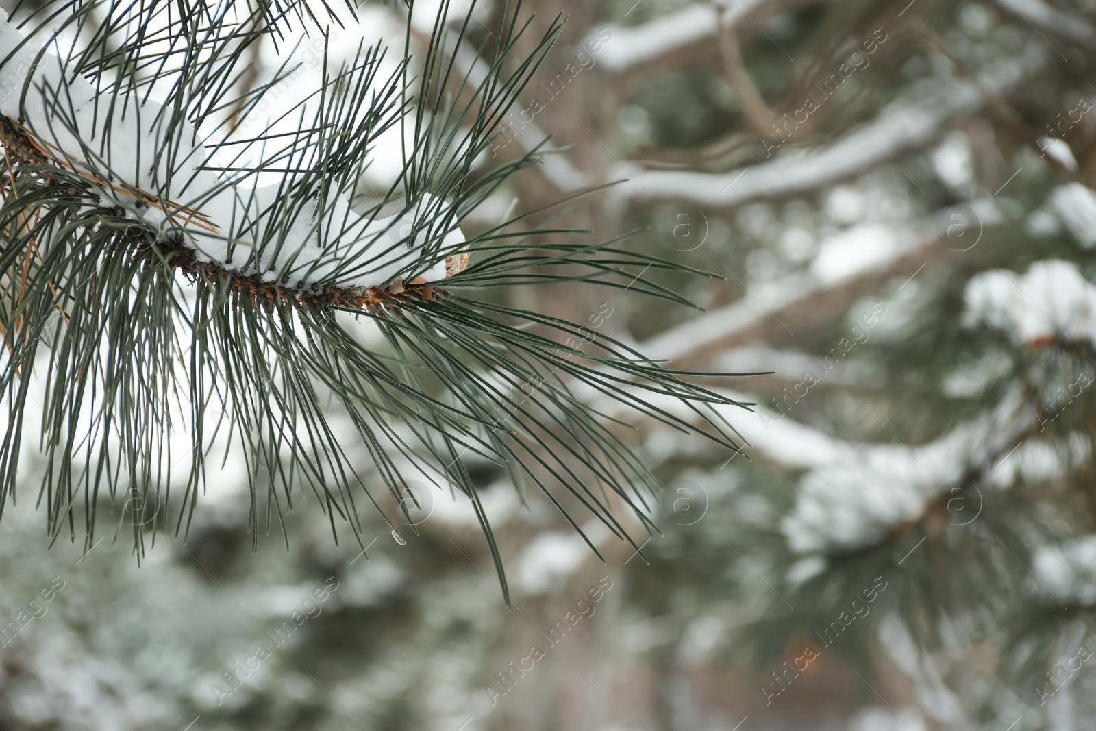 Photo of Pine branch covered with snow outdoors on winter day, closeup