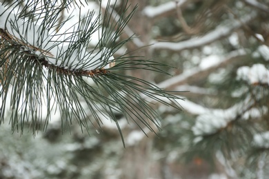 Photo of Pine branch covered with snow outdoors on winter day, closeup