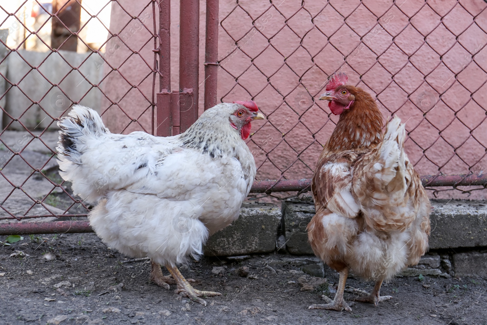 Photo of Two beautiful hens in yard. Domestic animals