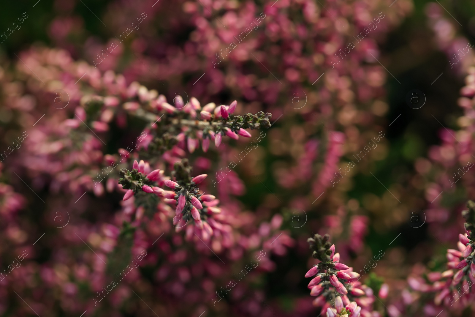 Photo of Heather shrub with beautiful flowers, closeup view