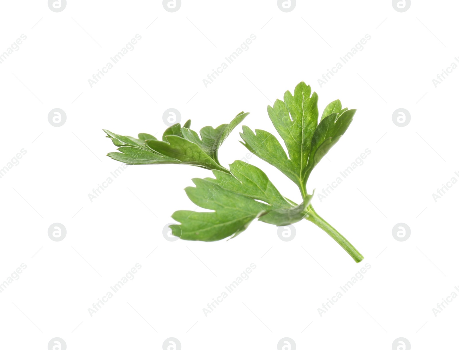 Photo of Leaves of fresh tasty parsley on white background