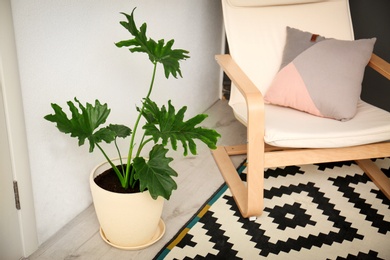 Photo of Tropical plant with green leaves in stylish room interior