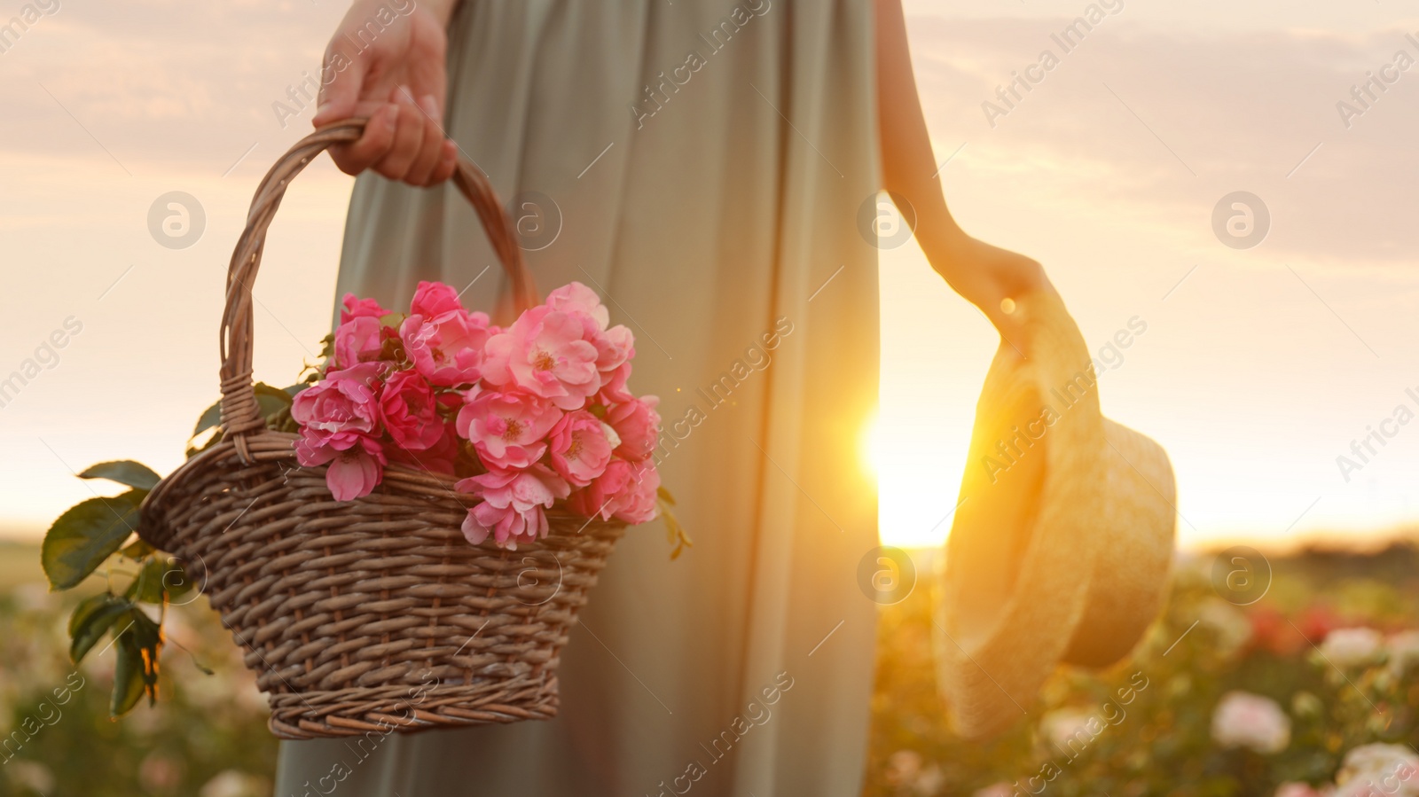 Photo of Woman with basket of roses in beautiful blooming field, closeup