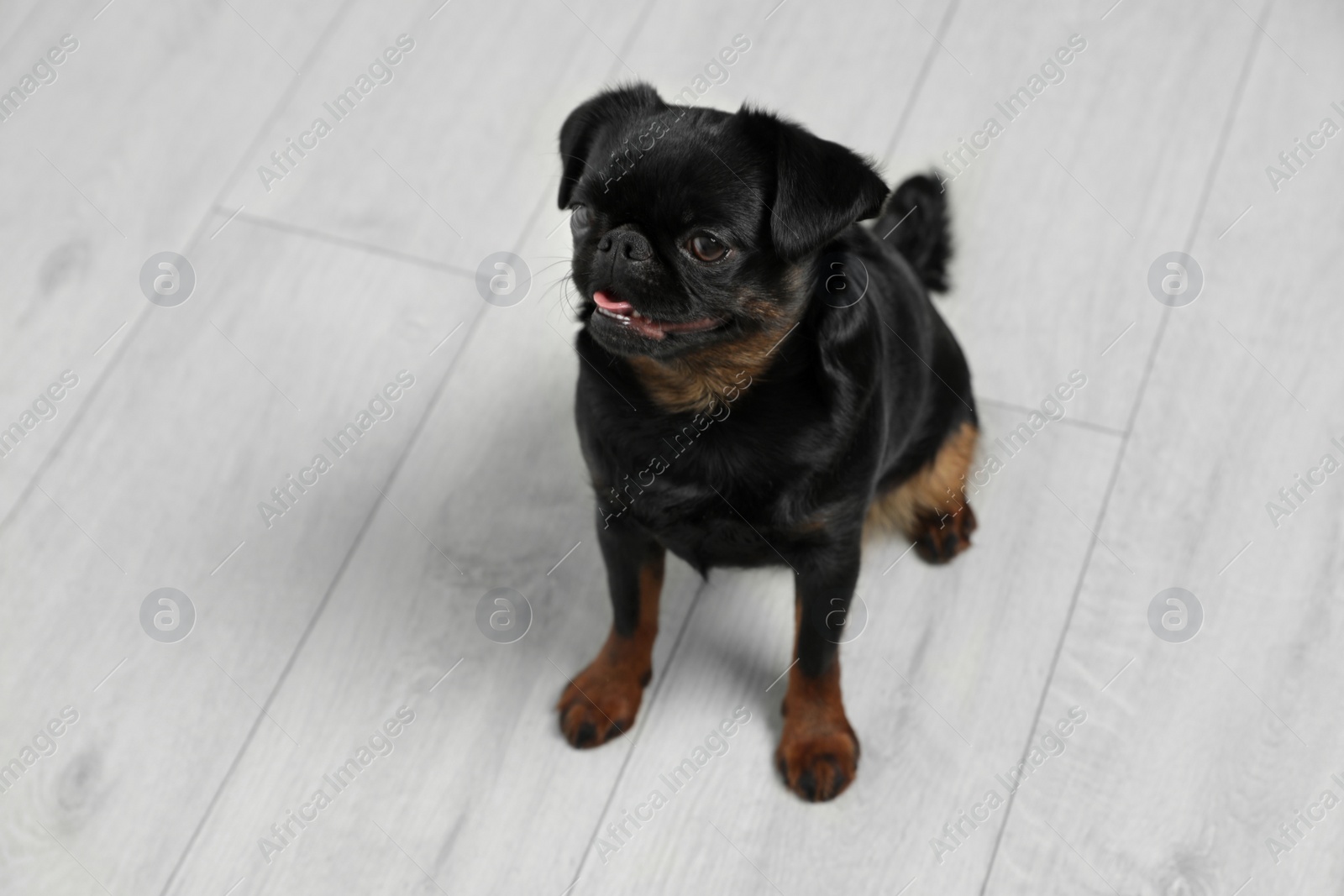 Photo of Adorable black Petit Brabancon dog sitting on wooden floor