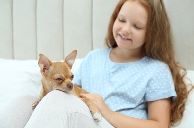Little girl with her Chihuahua dog at home. Childhood pet