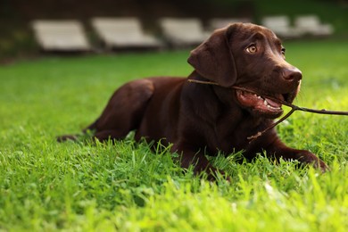Photo of Adorable Labrador Retriever dog with tree branch lying on green grass in park, space for text