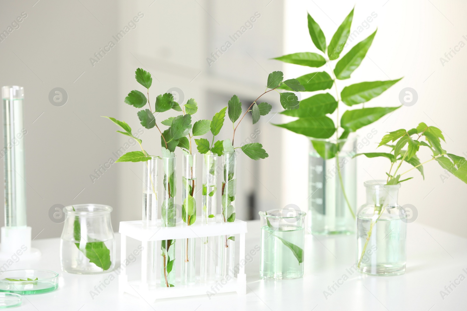 Photo of Laboratory glassware with plants on white table