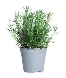 Photo of Aromatic green rosemary in pot isolated on white