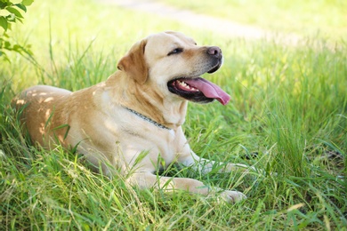 Photo of Adorable dog outdoors on sunny day. Pet care
