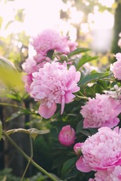 Photo of Blooming peony plant with beautiful pink flowers outdoors on sunny day, closeup