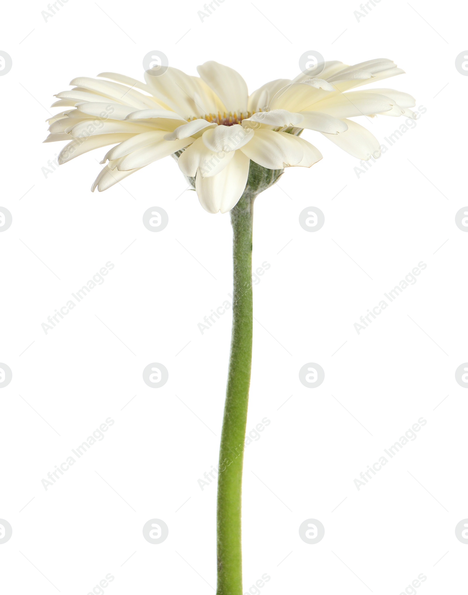 Photo of Beautiful blooming gerbera flower isolated on white