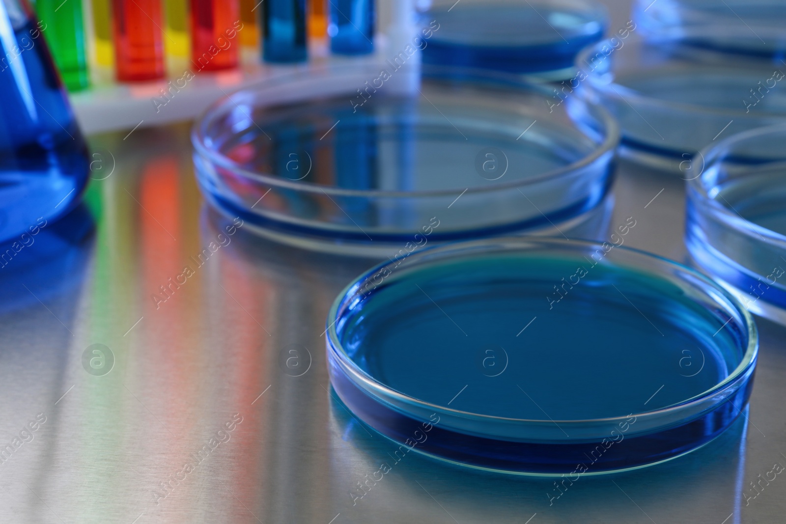 Photo of Petri dish with blue liquid on grey table in laboratory, closeup. Space for text