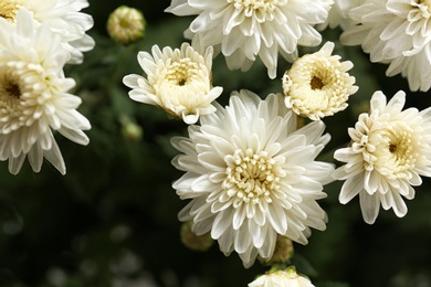 Beautiful white chrysanthemum flowers with leaves, closeup