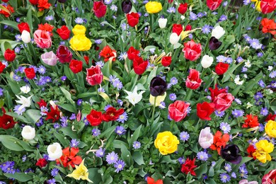 Many different colorful flowers growing outdoors, above view. Spring season