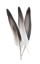 Photo of Three beautiful bird feathers isolated on white, top view