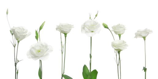 Row of beautiful Eustoma flowers on white background