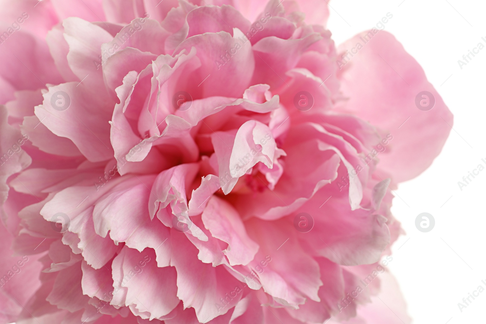 Photo of Fragrant peony on white background, closeup view. Beautiful spring flower