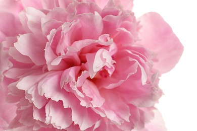 Photo of Fragrant peony on white background, closeup view. Beautiful spring flower