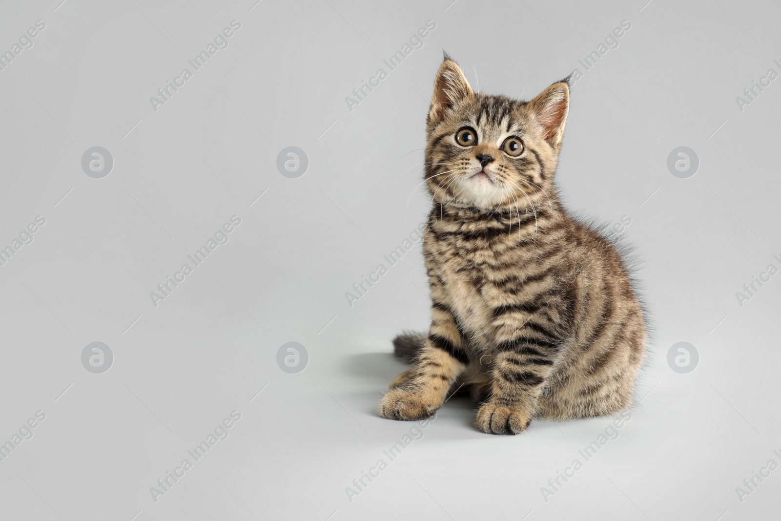 Photo of Cute tabby kitten on light grey background, space for text. Baby animal