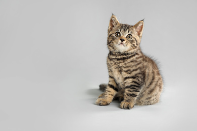 Photo of Cute tabby kitten on light grey background, space for text. Baby animal