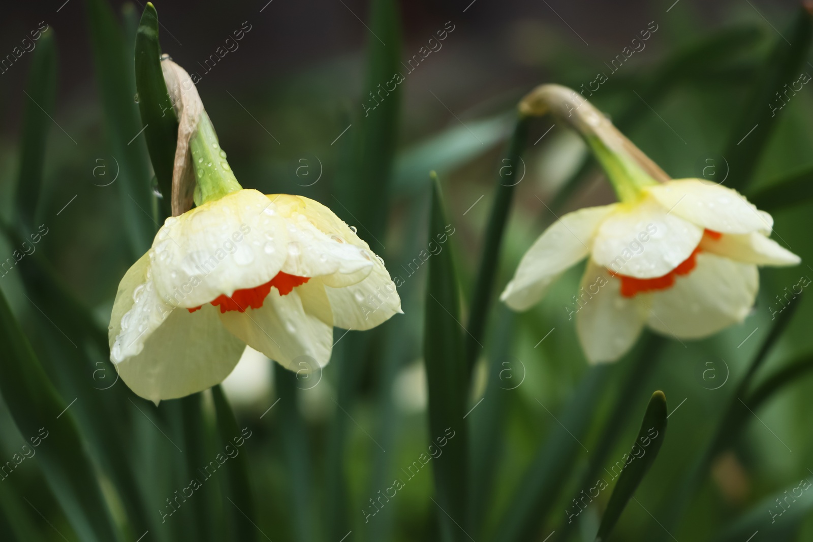 Photo of Beautiful blooming daffodils with water drops outdoors on spring day, closeup