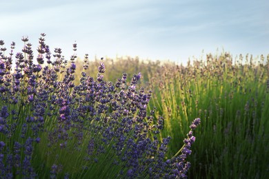 Beautiful blooming lavender growing in field on sunny day, space for text