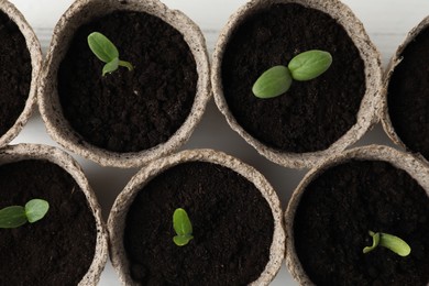 Photo of Young seedlings in peat pots on white table, flat lay