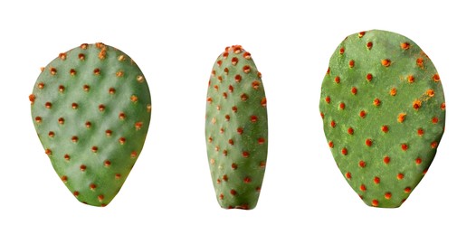 Image of Opuntia cactus pads on white background, set