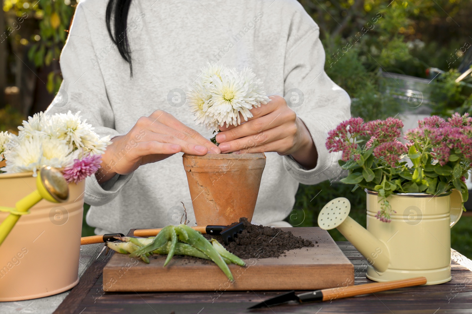 Photo of Woman transplanting flower into pot in garden, closeup