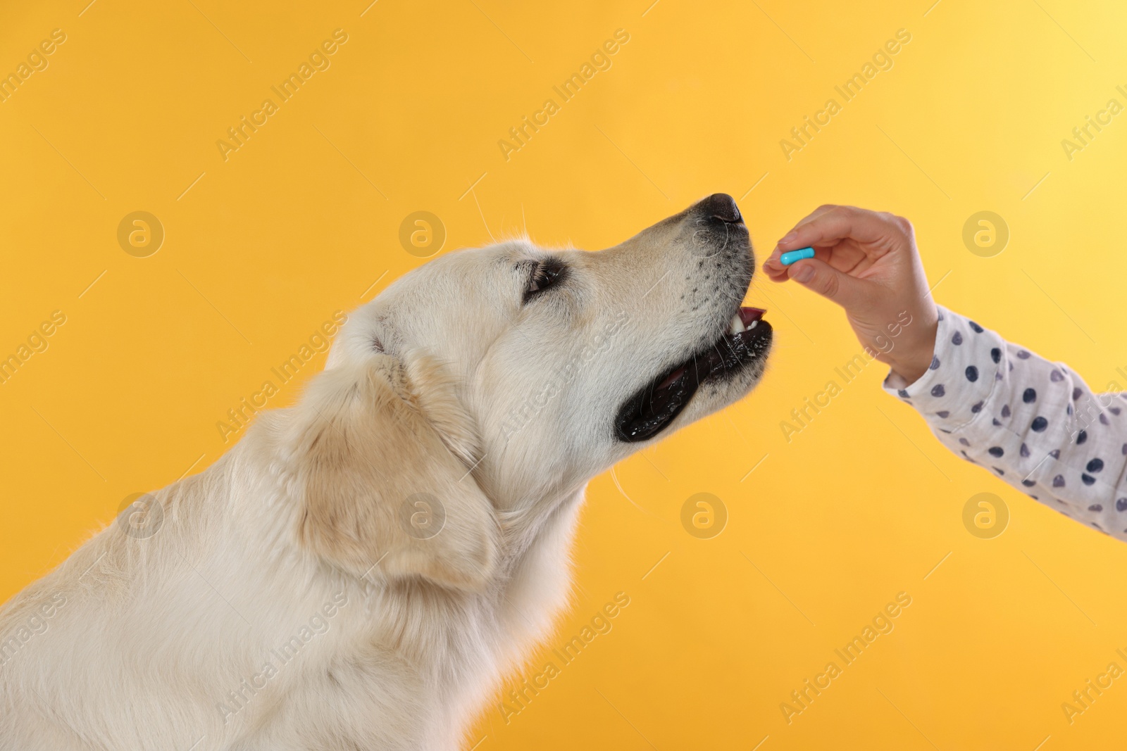 Photo of Woman giving pill to cute Labrador Retriever dog on orange background, closeup