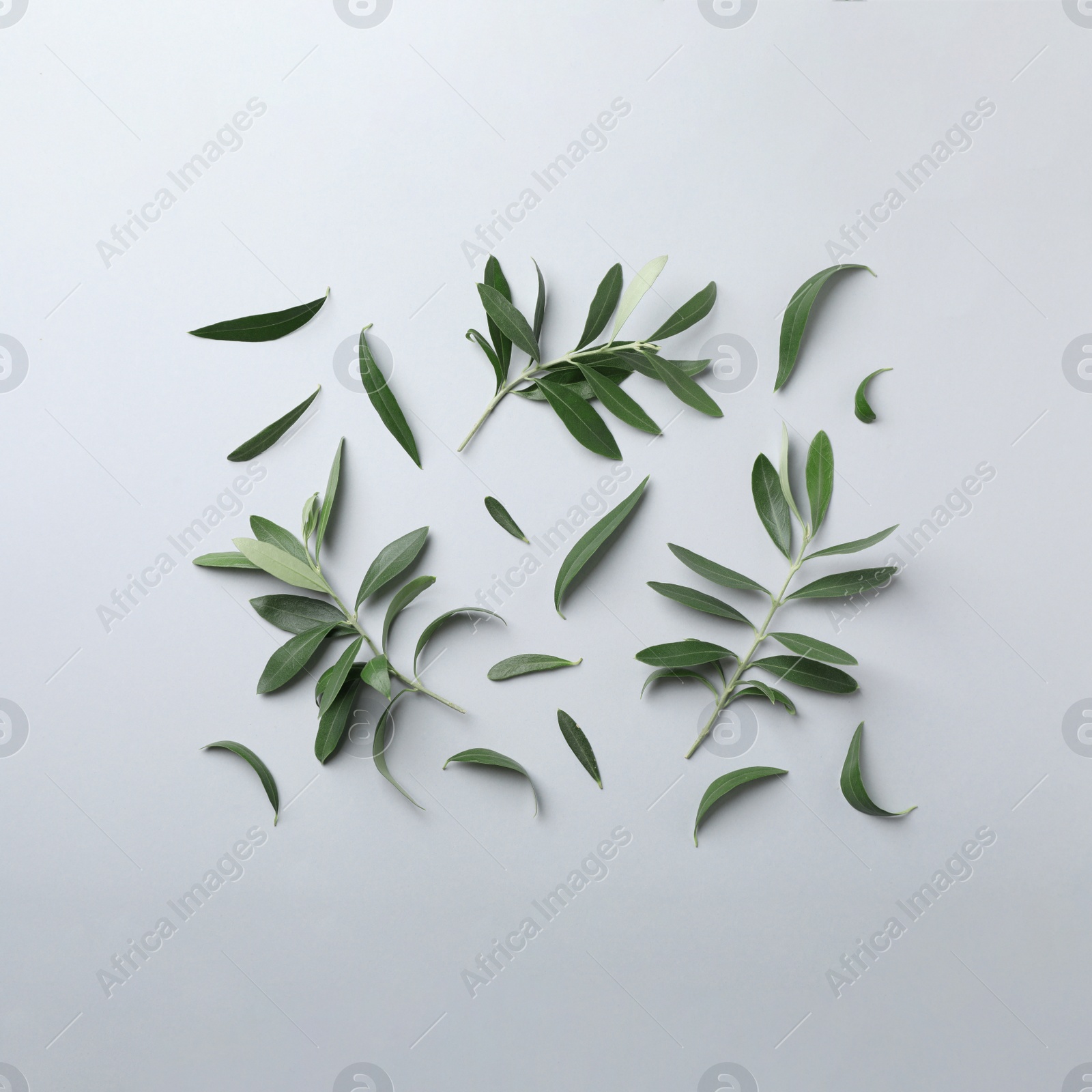 Photo of Flat lay composition with fresh green olive leaves and twigs on light background