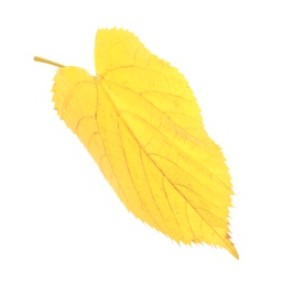 Beautiful autumn leaf on white background. Fall foliage