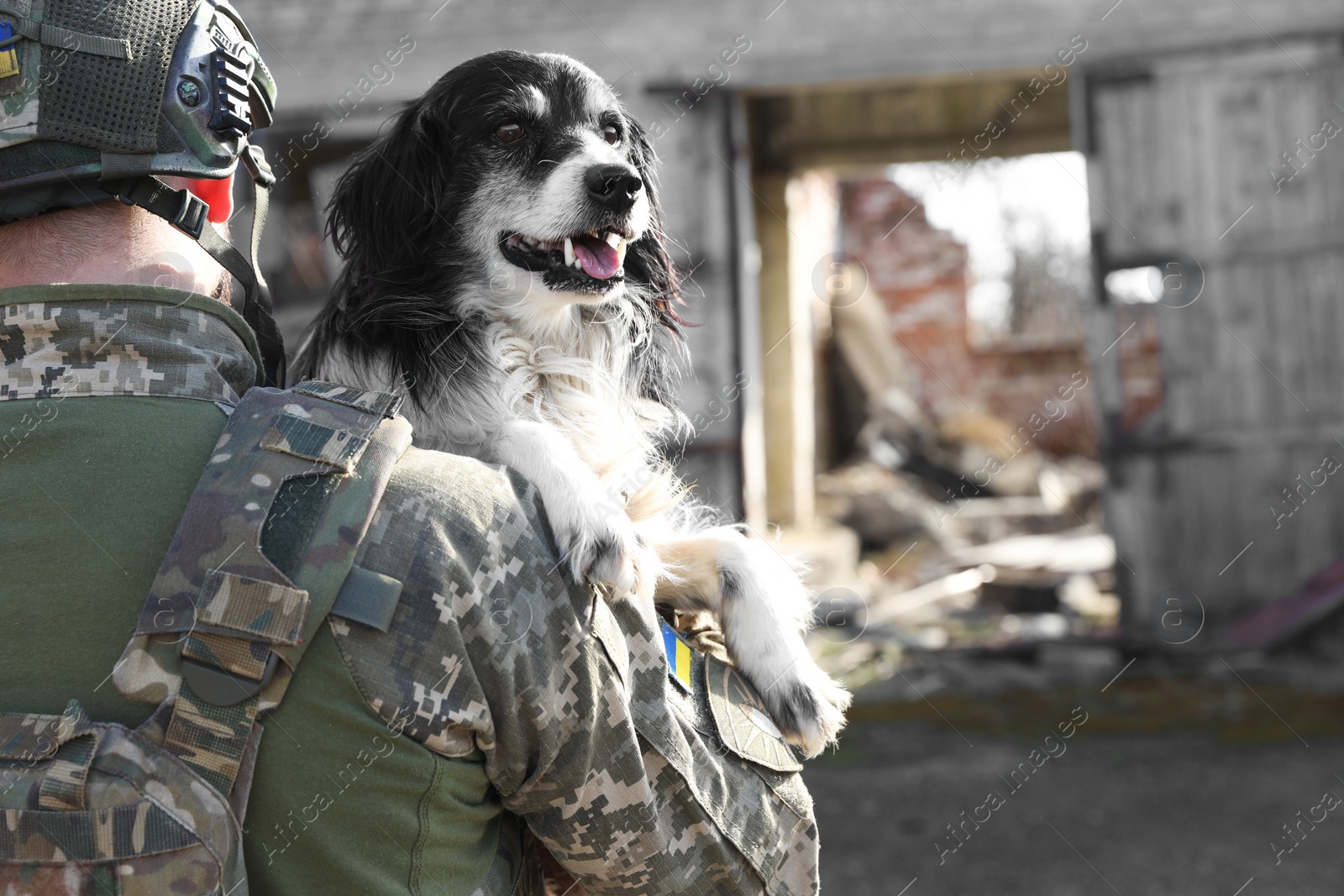 Photo of Ukrainian soldier rescuing stray dog outdoors, back view. Space for text