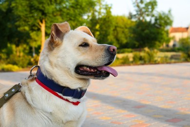 Adorable dog outdoors on sunny day, space for text