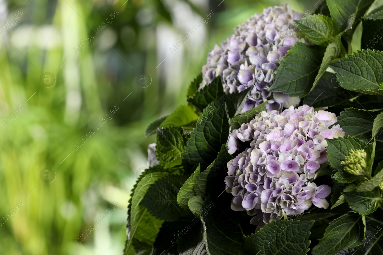 Photo of Beautiful hortensia plant with light flowers outdoors, closeup