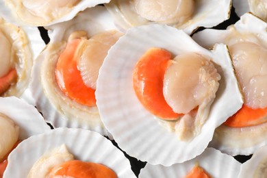 Photo of Fresh raw scallops with shells as background, top view